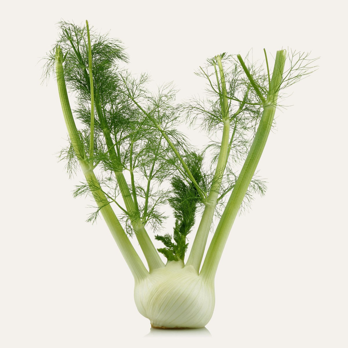 Fenchel - schürt dein Verdauungsfeuer