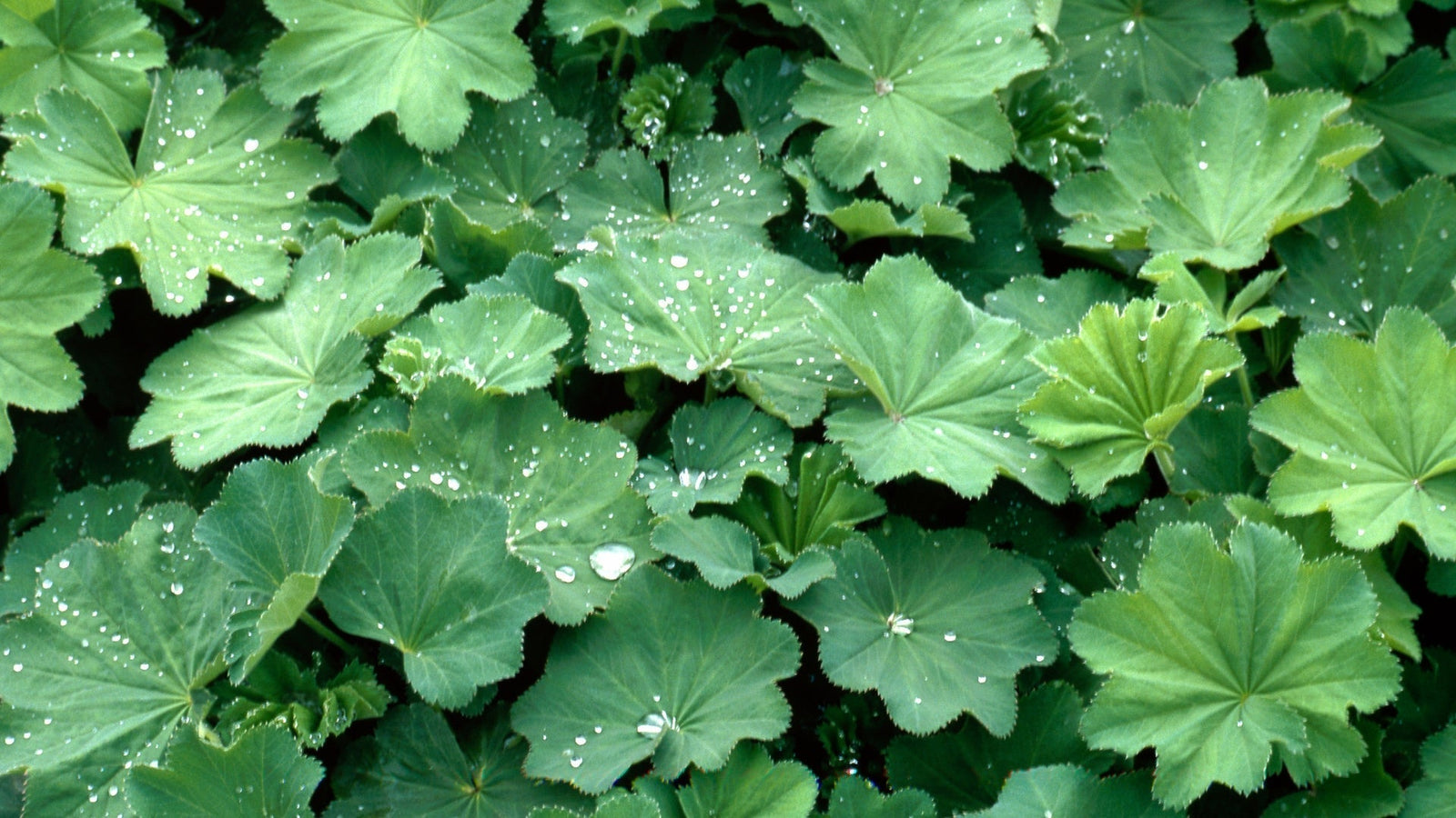 Powerpflanze Frauenmantel