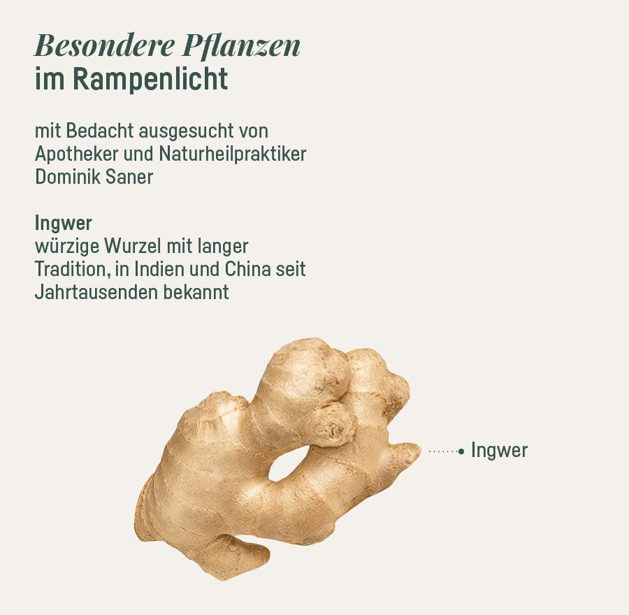 PURE INGWER
