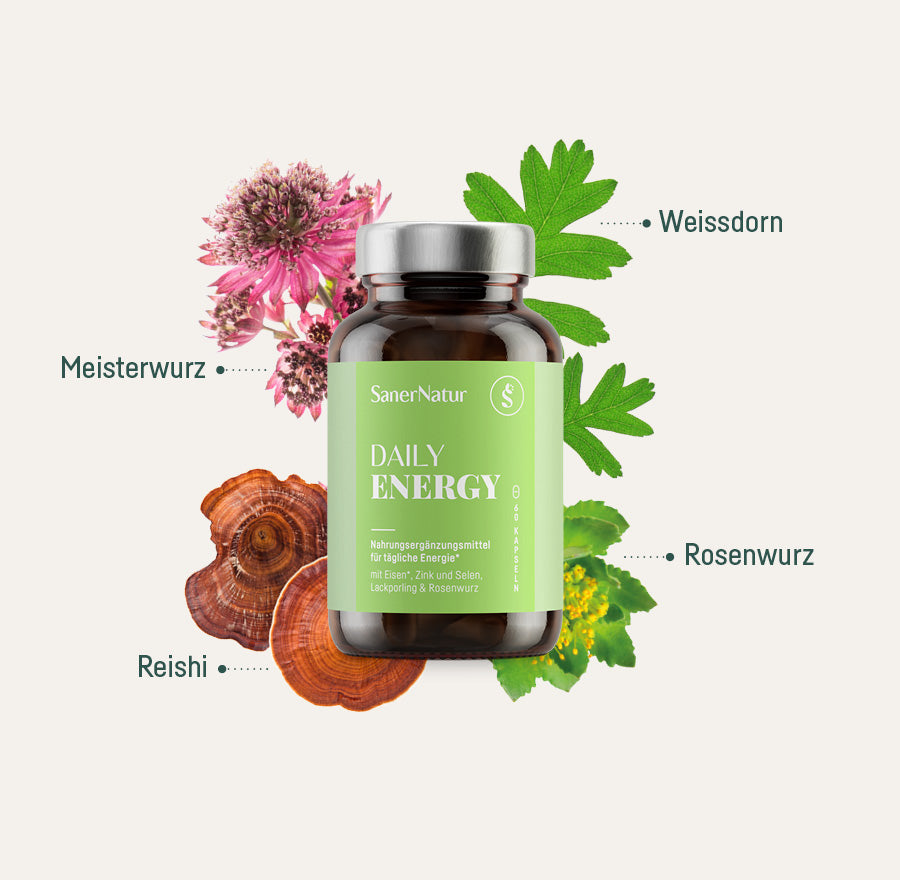 Daily Energy – Dose mit Pflanzen: Rosenwurz, Weissdorn, Meisterwurz, Reishi