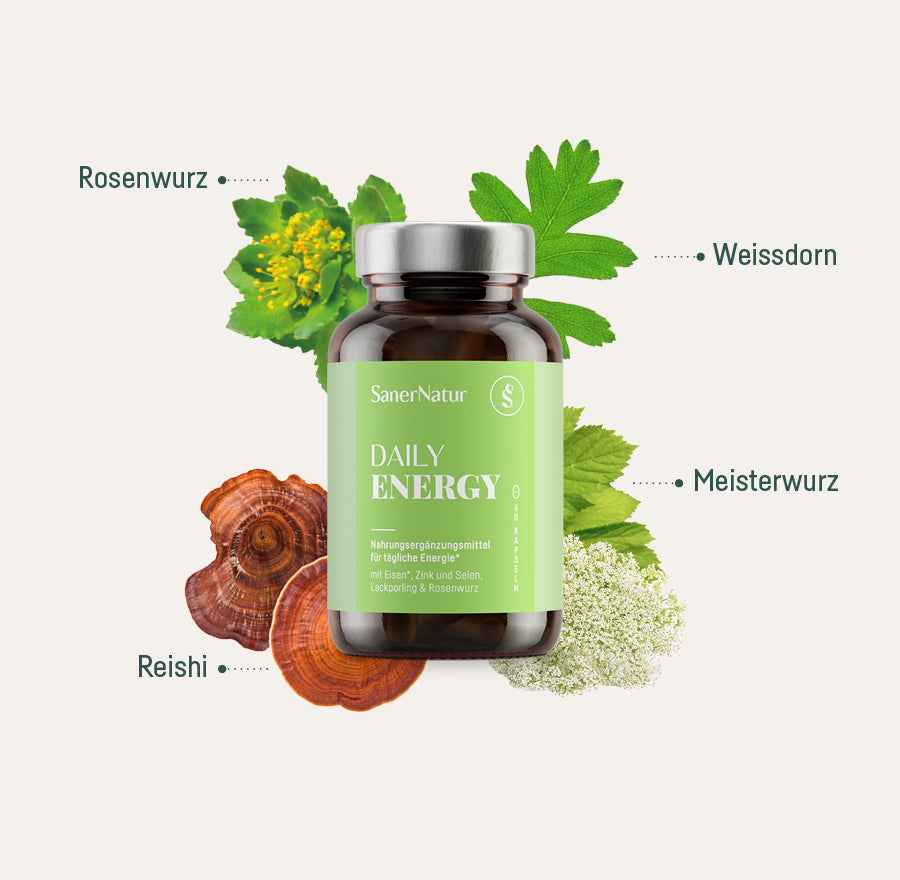 Daily Energy – Dose mit Pflanzen: Rosenwurz, Weissdorn, Meisterwurz, Reishi